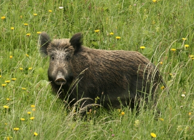 cinghiale